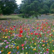 100% PURE Wild Flower Seed Mix Annual Meadow Plants Bees & Butterfly 50g to 20kg