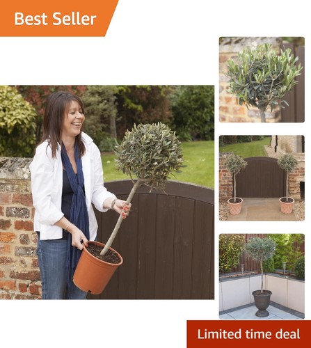Standard olive tree - tree,