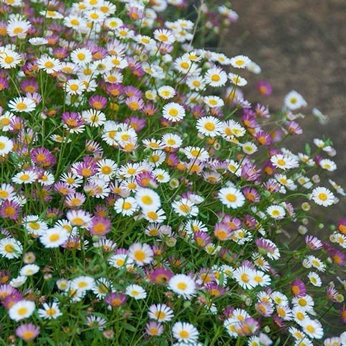 Plug plants erigeron - 10,