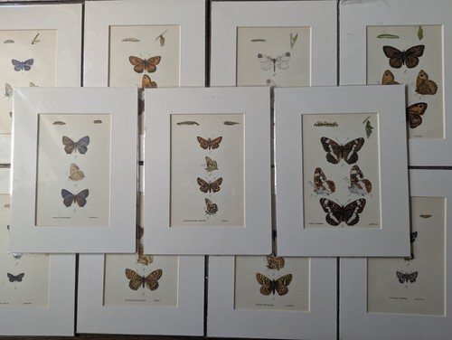 Vintage butterfly print - vintage,
