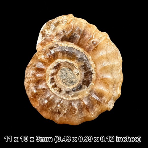 Charmouth promicroceras - charmouth,