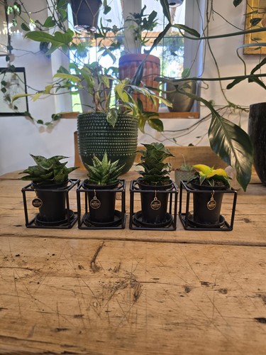 Sansevieria framed pots - 4,