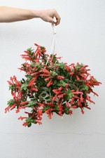 Aeschynanthus radicans
