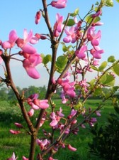 Lg Bushy Redbud JUDAS TREE