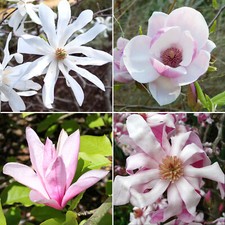4 x Magnolia Plants in 9cm