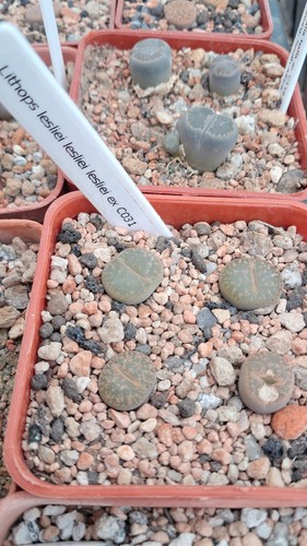 Lithops lesliei c031 - lithops,