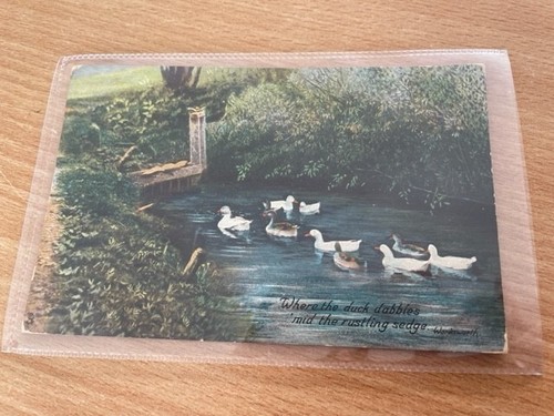 Postcard ducks raphael tuck - postcard,
