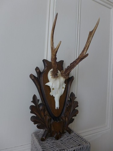 Roe deer skull antlers - antlers, trophy