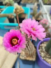 30 seeds of Echinocereus