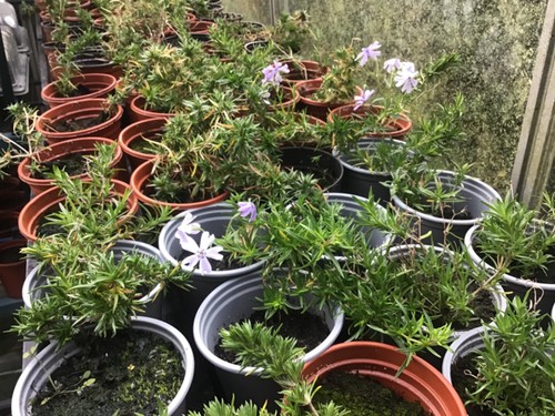 Well established evergreen - established,