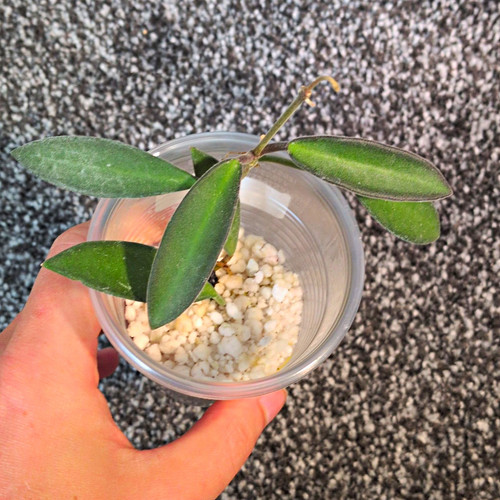 Hoya anncajanoae perlite - anncajanoae,