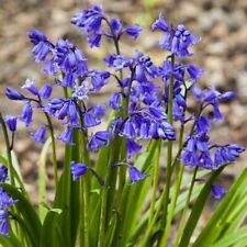 True English Bluebell Bulbs For Spring Flowering Grown In The UK Bulbs ,Ready