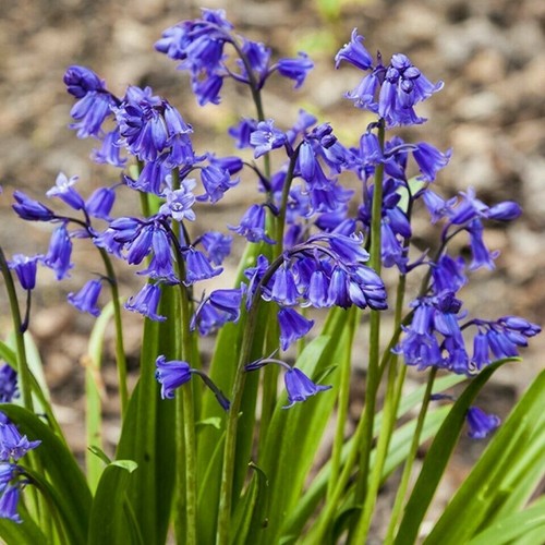 True english bluebell bulbs - english,