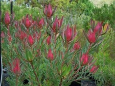 Leucadendron