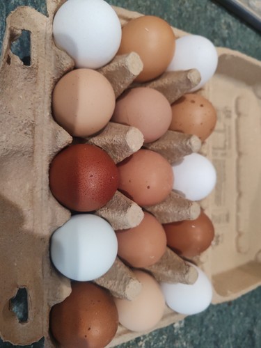 Free range organic eggs - 6,