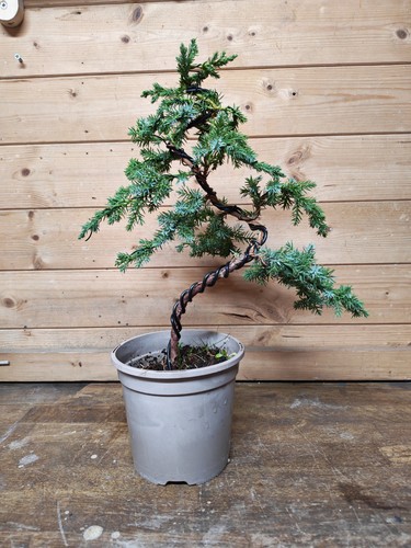 Juniper bonsai tree - bonsai,