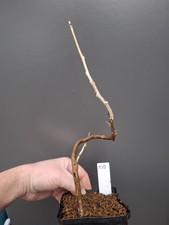 T10 wisteria Bonsai Tree