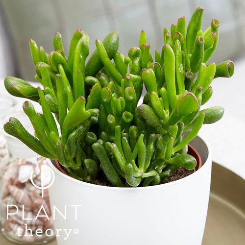 18cm crassula ovata - crassula,
