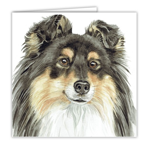 Tri shetland sheepdog - tri,