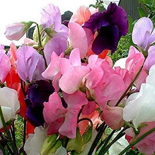 Sweet pea mammoth mixed - pea,