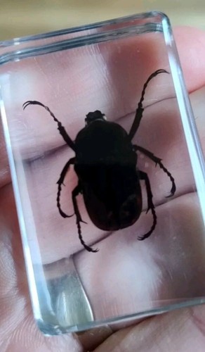 Real bug insect - bug,