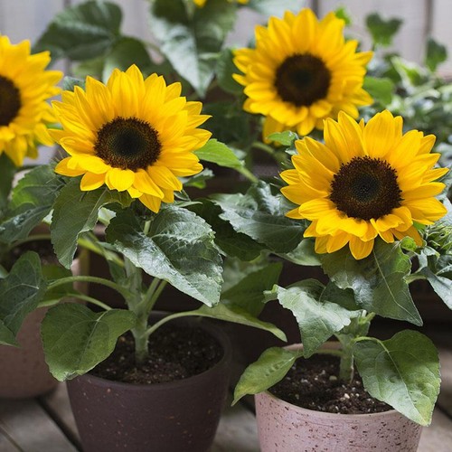 Dwarf sunspot sunflower seeds - dwarf,