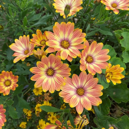 Osteospermum erato basket - erato,