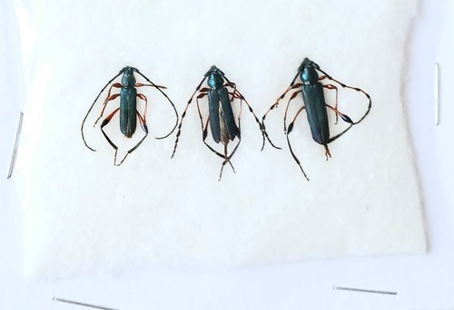 Longhorn green beetles - green,
