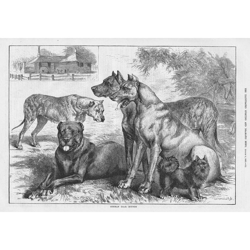 Dogs german boar hounds - german,