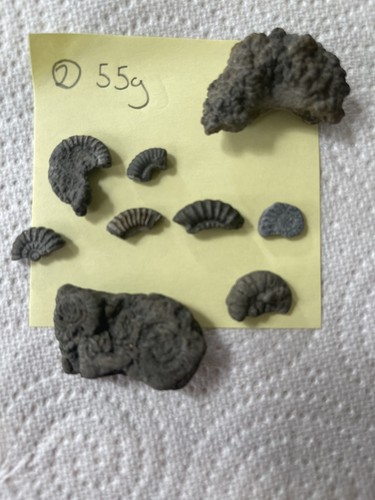 Charmouth pyrite ammonite - charmouth, &