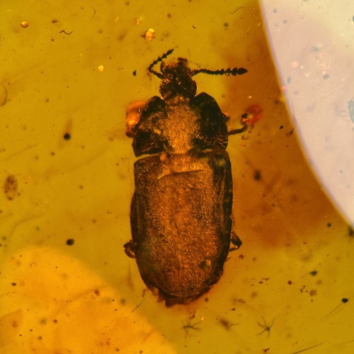Burmese amber fossil large - burmese,