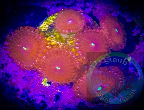 Saf people eater zoanthid - saf~people,