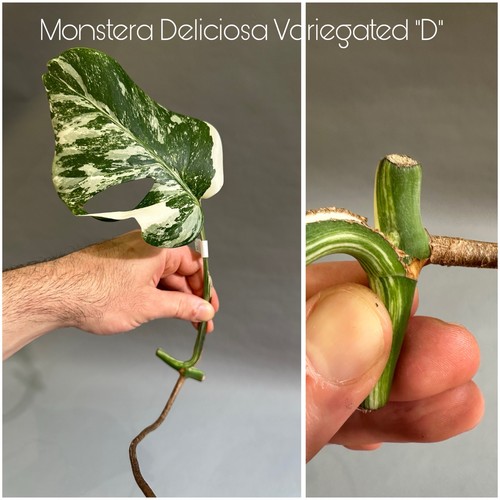 Monstera deliciosa albo - monstera, albo/