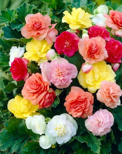 Begonia non stop 9cm pot - begonia,