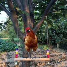 Chicken swing toy - swing, natural