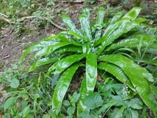 Harts tongue fern plants - tongue,