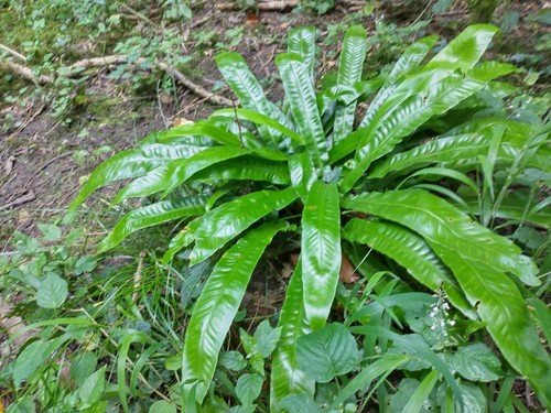 Harts tongue fern plants - tongue,