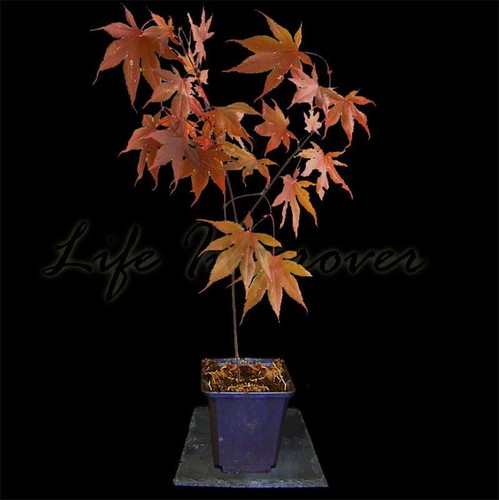 Japanese maple momiji - maple, acer