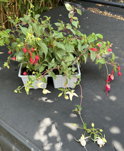 Pack trailing fuchsia plants - trailing,