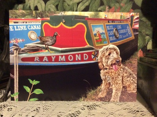 Cockerpoo greyhound lurcher - ,,