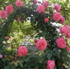 CLIMBING  ROSE ROSSANA BARE