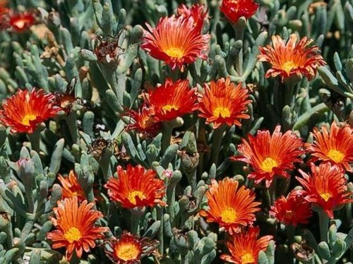Coppery mesemb red ice - -, plant