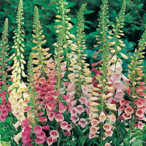Foxglove digitalis - 24,