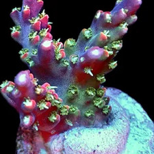 M.O.C. BUBBLEBATH UNICORN ACROPORA FRAG/SPS/ FRAG/CORAL/MARINE
