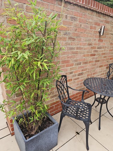 Litre pot phyllostachys - pot,