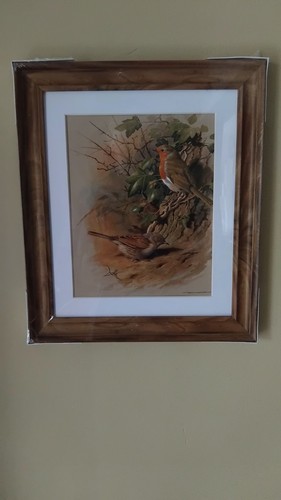 Framed print robins by - print,