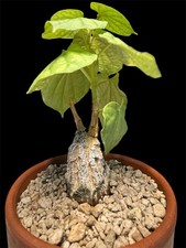 Matelea Cyclophylla 
