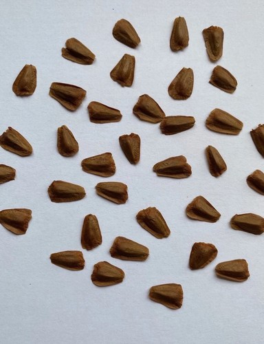 Genuine wollemi pine seeds - genuine,