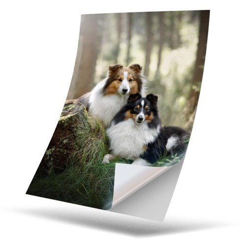Vinyl sticker sheltie - vinyl,