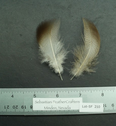 One pair farm - raised, medium